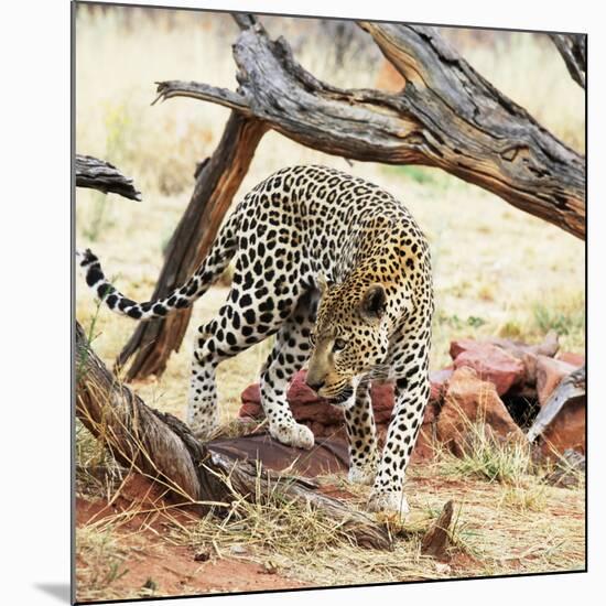 Leopard-Andrushko Galyna-Mounted Photographic Print