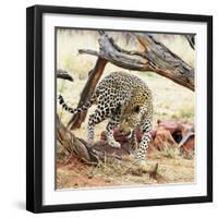 Leopard-Andrushko Galyna-Framed Photographic Print