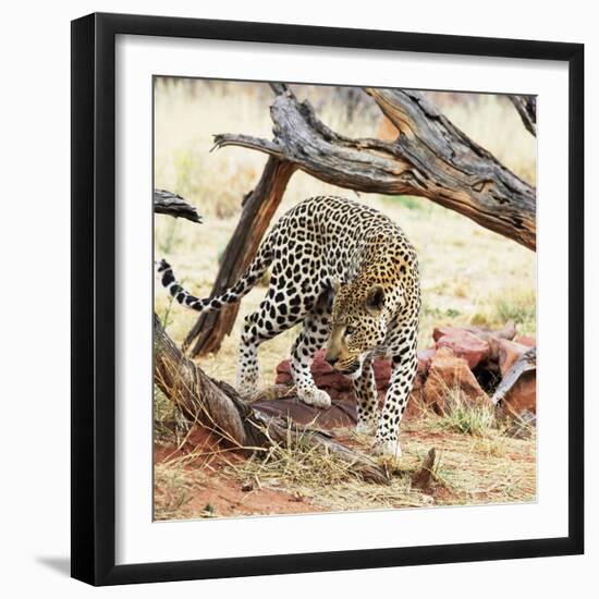 Leopard-Andrushko Galyna-Framed Photographic Print