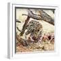 Leopard-Andrushko Galyna-Framed Photographic Print