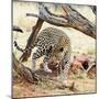 Leopard-Andrushko Galyna-Mounted Photographic Print