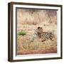 Leopard-Andrushko Galyna-Framed Photographic Print