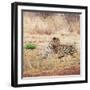 Leopard-Andrushko Galyna-Framed Photographic Print