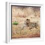 Leopard-Andrushko Galyna-Framed Photographic Print