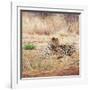 Leopard-Andrushko Galyna-Framed Photographic Print