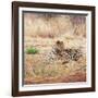 Leopard-Andrushko Galyna-Framed Photographic Print