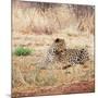 Leopard-Andrushko Galyna-Mounted Photographic Print