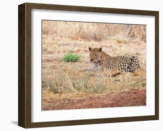 Leopard-Andrushko Galyna-Framed Photographic Print