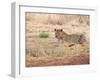 Leopard-Andrushko Galyna-Framed Photographic Print