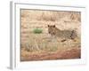 Leopard-Andrushko Galyna-Framed Photographic Print