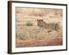 Leopard-Andrushko Galyna-Framed Photographic Print