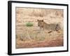 Leopard-Andrushko Galyna-Framed Photographic Print