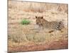 Leopard-Andrushko Galyna-Mounted Photographic Print