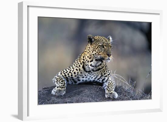 Leopard-null-Framed Photographic Print