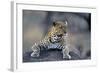 Leopard-null-Framed Photographic Print