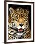 Leopard-Dennis Goodman-Framed Photographic Print