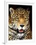 Leopard-Dennis Goodman-Framed Photographic Print