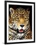 Leopard-Dennis Goodman-Framed Photographic Print