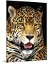 Leopard-Dennis Goodman-Mounted Photographic Print