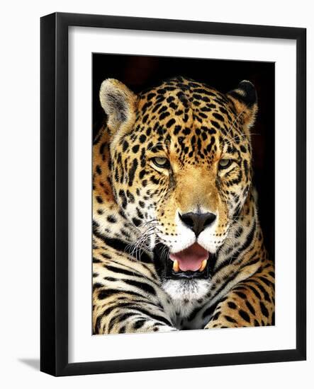 Leopard-Dennis Goodman-Framed Photographic Print