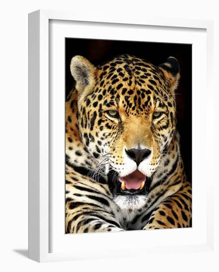 Leopard-Dennis Goodman-Framed Photographic Print