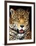 Leopard-Dennis Goodman-Framed Photographic Print