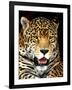 Leopard-Dennis Goodman-Framed Photographic Print