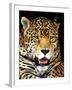 Leopard-Dennis Goodman-Framed Photographic Print