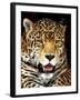 Leopard-Dennis Goodman-Framed Photographic Print