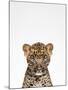 Leopard-Tai Prints-Mounted Photographic Print