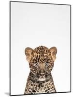 Leopard-Tai Prints-Mounted Photographic Print