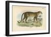 Leopard-English School-Framed Giclee Print