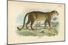 Leopard-English School-Mounted Giclee Print