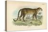 Leopard-English School-Stretched Canvas
