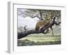 Leopard-Harro Maass-Framed Giclee Print