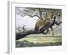 Leopard-Harro Maass-Framed Giclee Print