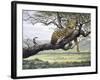 Leopard-Harro Maass-Framed Giclee Print