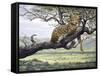 Leopard-Harro Maass-Framed Stretched Canvas