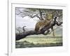 Leopard-Harro Maass-Framed Giclee Print