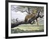 Leopard-Harro Maass-Framed Giclee Print