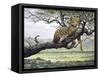 Leopard-Harro Maass-Framed Stretched Canvas