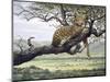 Leopard-Harro Maass-Mounted Giclee Print