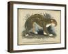 Leopard-null-Framed Art Print