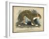 Leopard-null-Framed Art Print