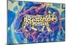 Leopard-Brenda Brin Booker-Mounted Giclee Print