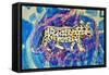 Leopard-Brenda Brin Booker-Framed Stretched Canvas