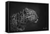 Leopard-5fishcreative-Framed Stretched Canvas