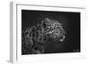 Leopard-5fishcreative-Framed Giclee Print