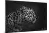 Leopard-5fishcreative-Mounted Giclee Print