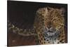 Leopard-Durwood Coffey-Stretched Canvas